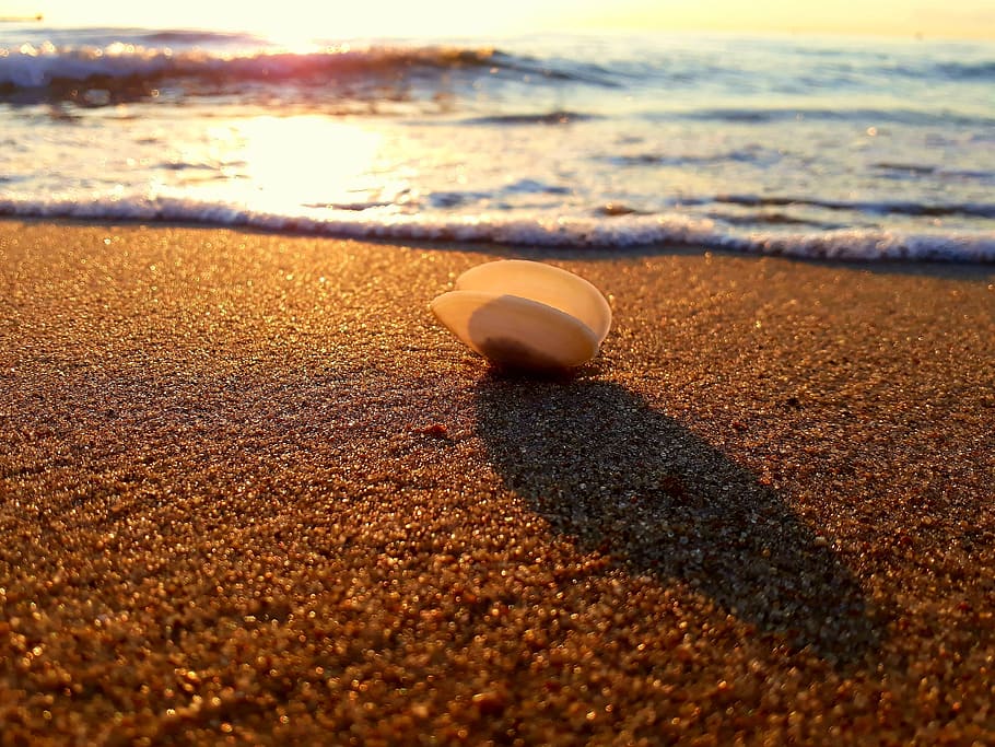 shell, sand, sunset, sea, beach, evening sun, baltic sea, baltic sea beach HD wallpaper