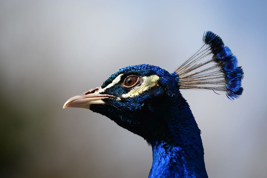 peacock, head, closeup, feathers, one animal, bird, animal themes HD wallpaper