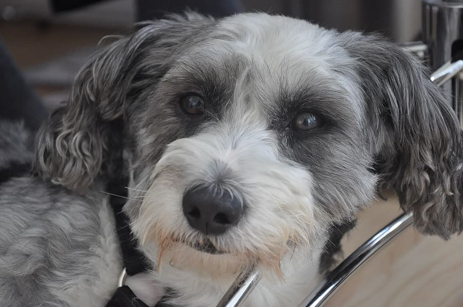 Dog, Animal, Cute, pets, looking at camera, animal themes, one animal HD wallpaper