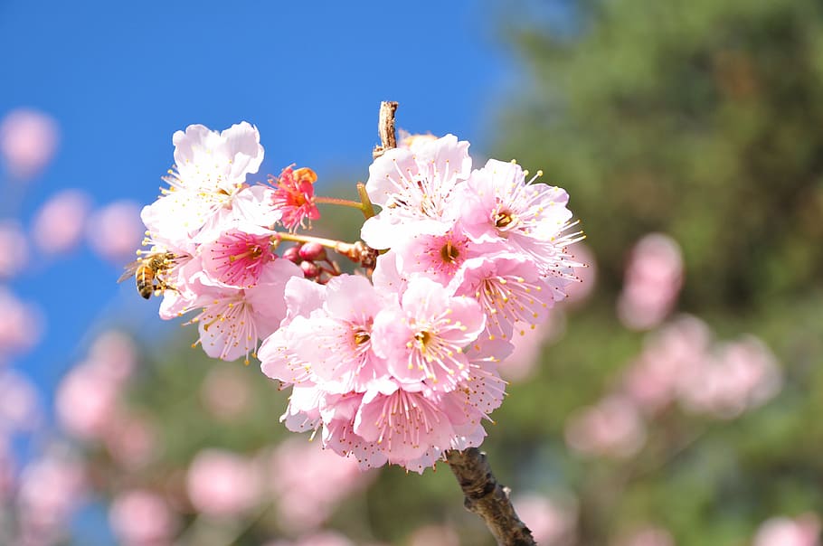cherry, florida, spring, pink Color, nature, tree, springtime HD wallpaper