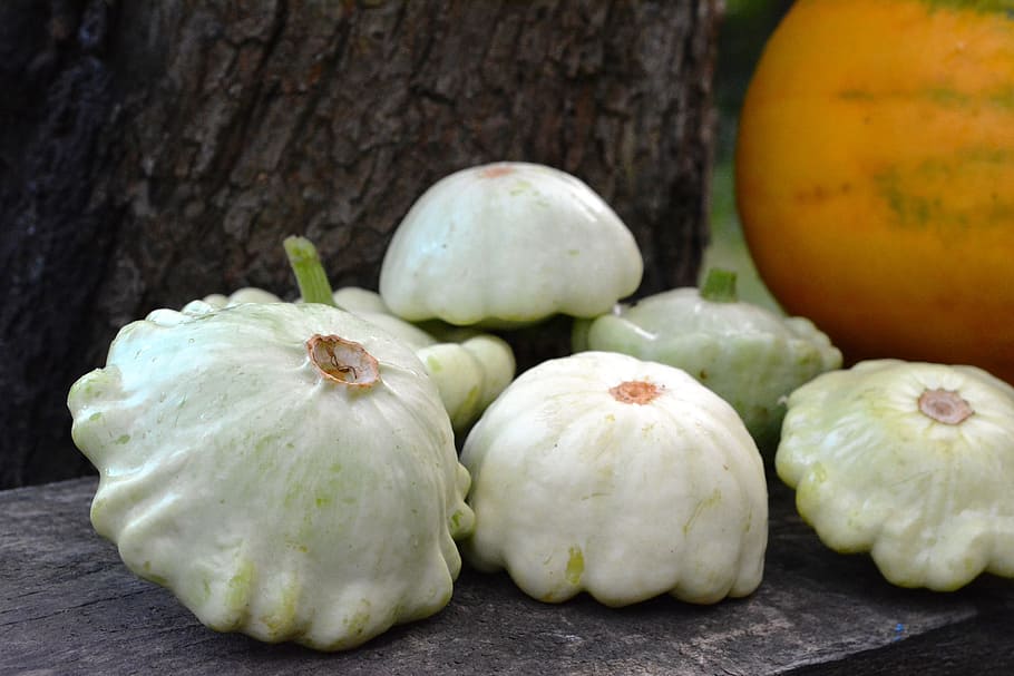 patison, pumpkin, pumpkins, collect, food, the cultivation of HD wallpaper