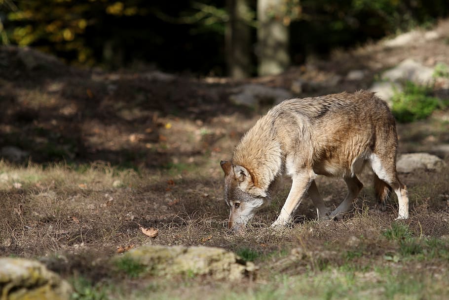 wolf, timberwolf, predator, nature, pack, canada, wildlife photography, HD wallpaper