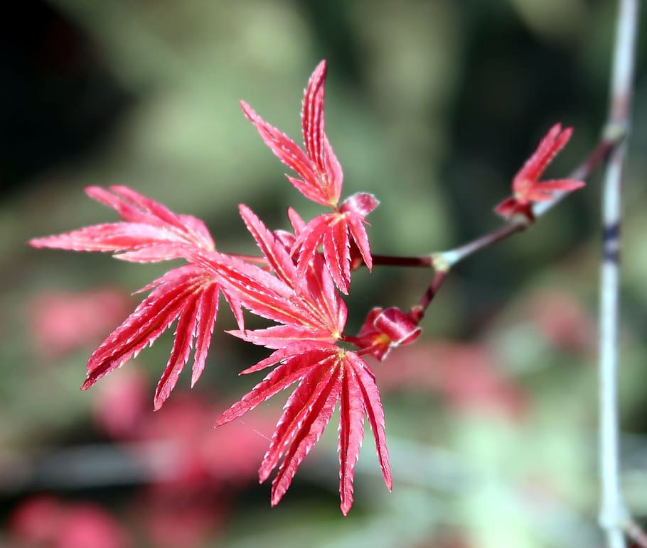 acer corallinum, tree, leaves, spring, red, green, plant, growth, HD wallpaper