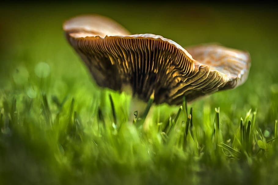nature, mushroom, grass, plant, fungus, selective focus, green color HD wallpaper