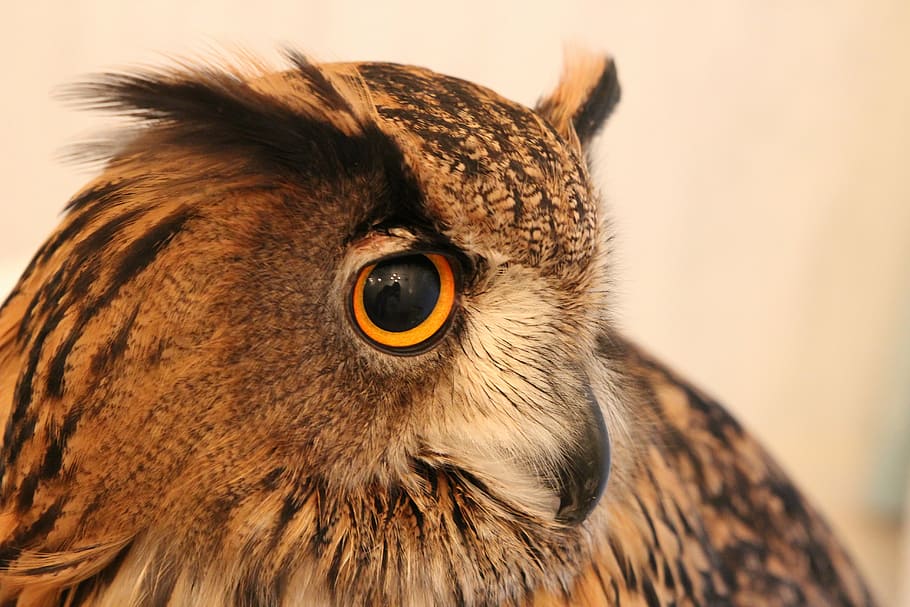 owl, look, brown, beak, feathers, raptor, bird, animal, bird of Prey HD wallpaper