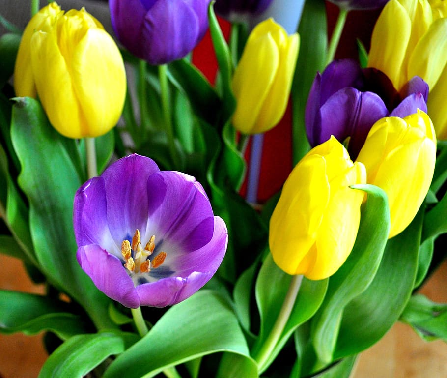 tulip, nature, garden, easter, flower, flowering plant, freshness HD wallpaper