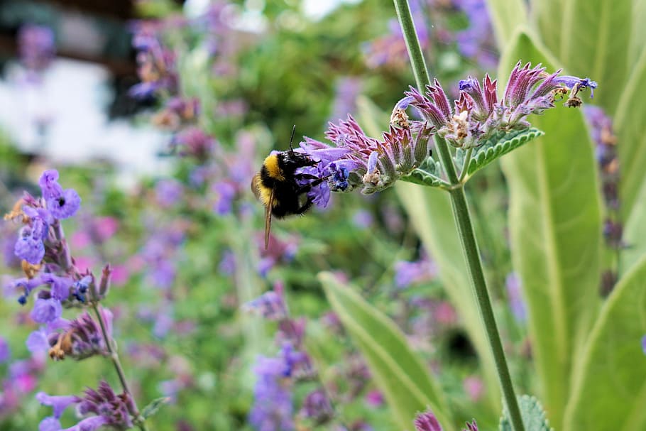 Hummel, Insect, Blossom, Bloom, Nature, flower, summer, close HD wallpaper