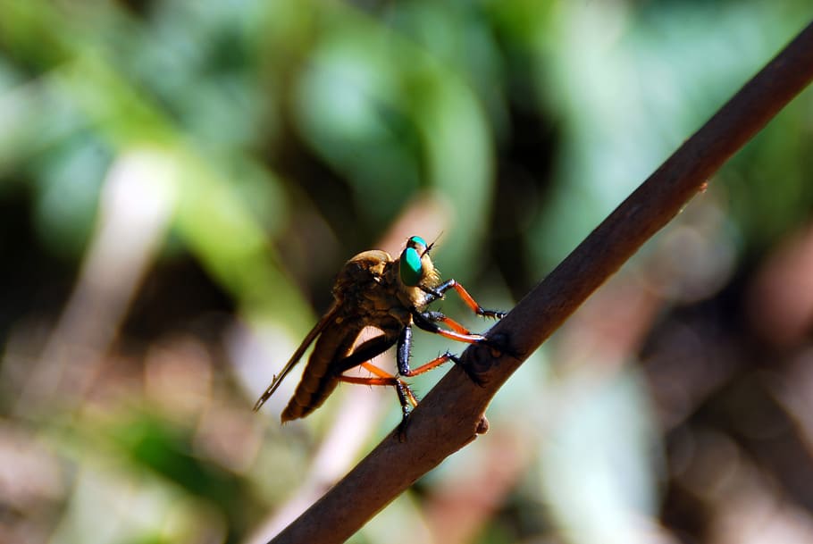 fly, bug, insect, nature, animal, wildlife, macro, mosquito HD wallpaper