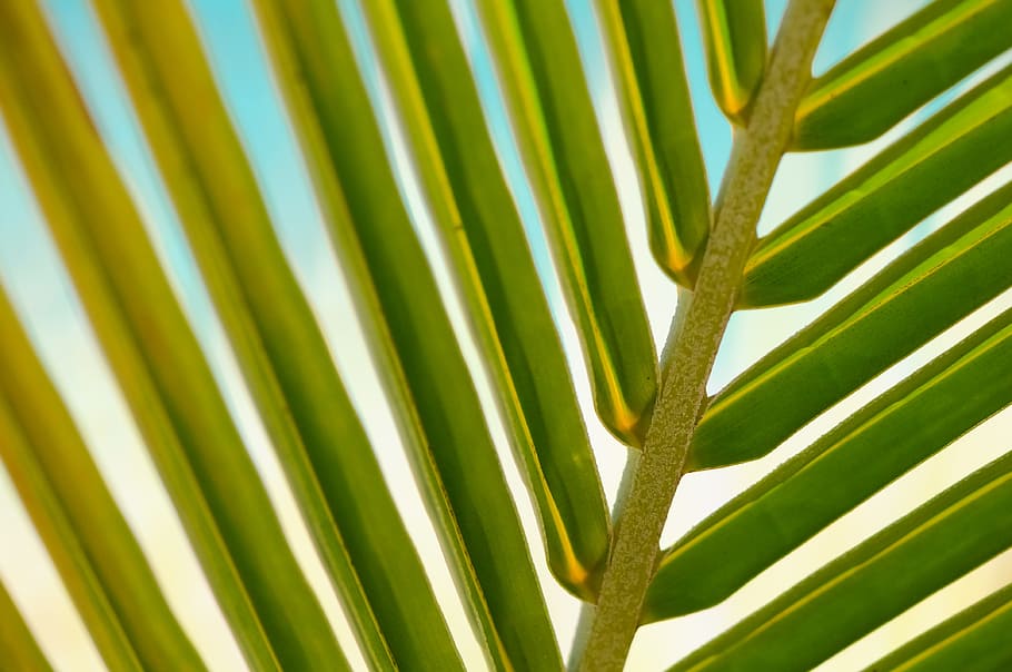 green palm tree leaf in close-up photography, close up, leaves