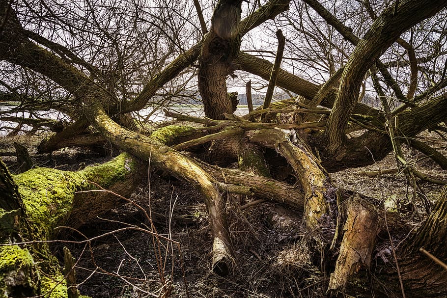 elbe, elbufer, river, nature, tree, wood, drift wood, water HD wallpaper