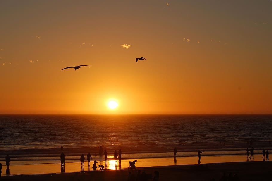sunset, beach, sea, ocean, california, usa, sky, water, bird HD wallpaper