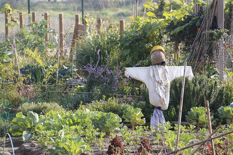 Work, Watch, Attention, Scarecrow, loneliness, nature, agriculture HD wallpaper