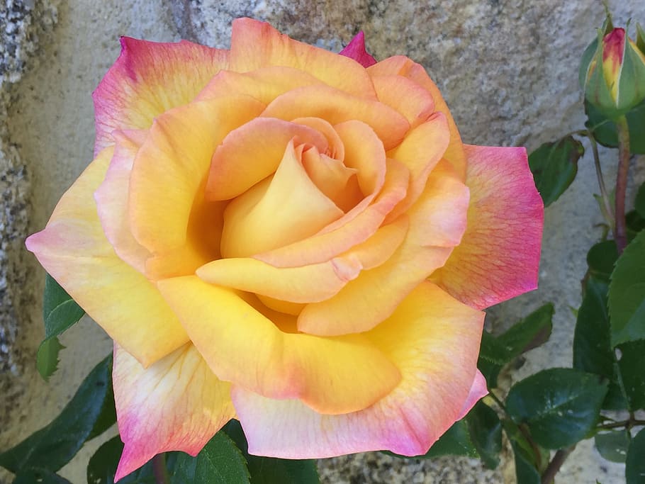 pink, orange, flower, flowering plant, beauty in nature, petal HD wallpaper