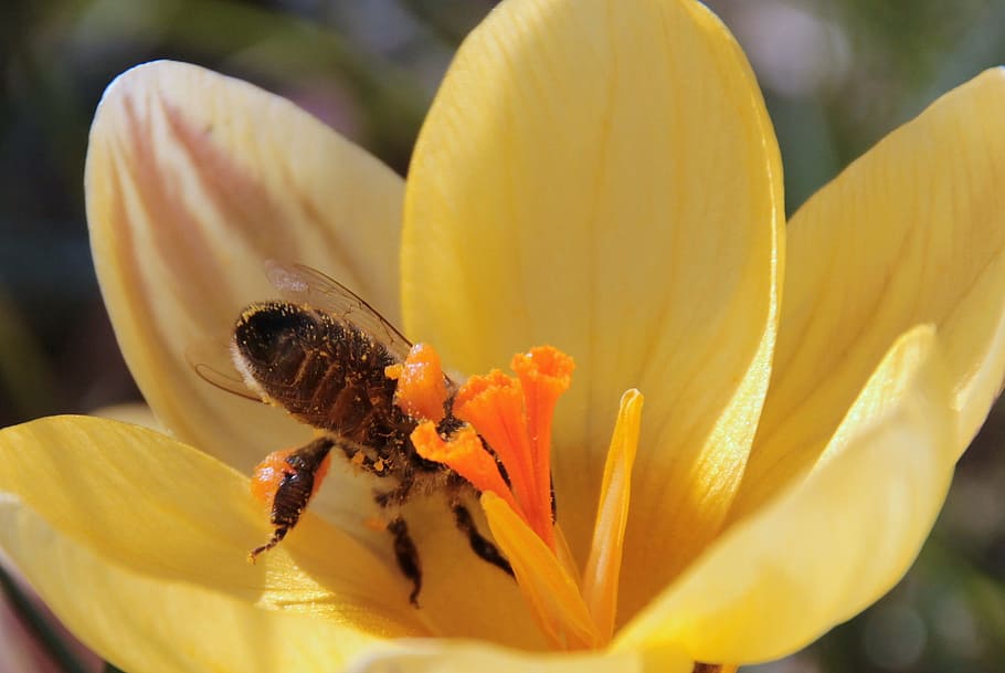 bee, nectar, fly, foraging, harbinger of spring, bee on the back lying HD wallpaper
