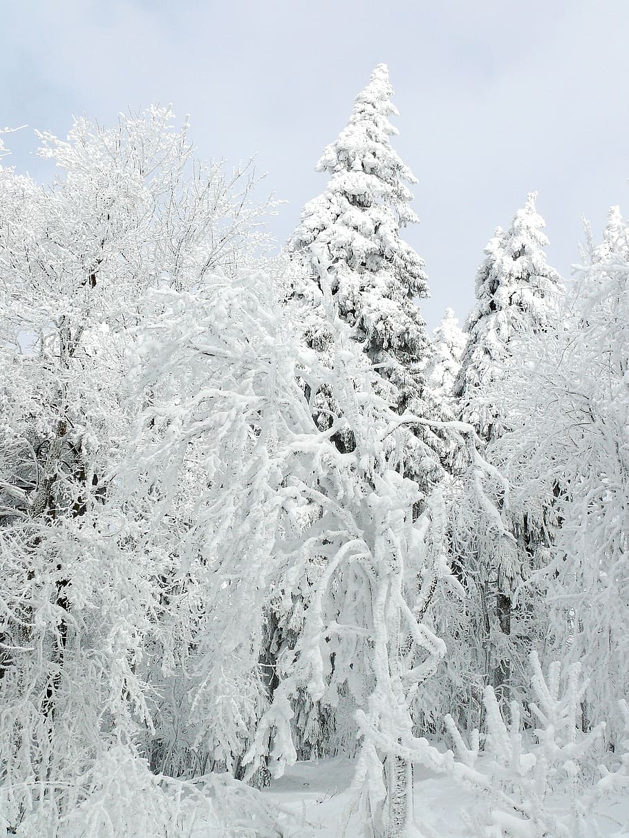 winter, snow, ice, cold, wintry, white, tree, snowy, forest HD wallpaper