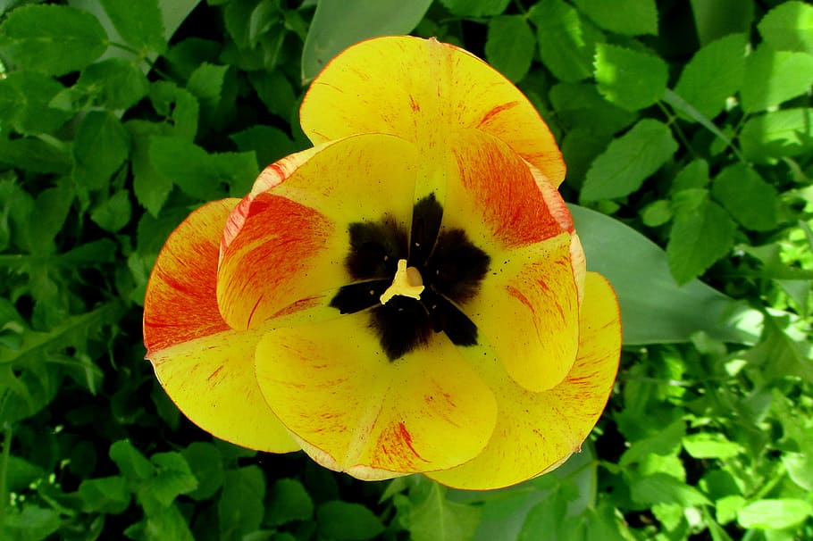 tulip, spring, garden, flower, plant, flowering plant, petal HD wallpaper