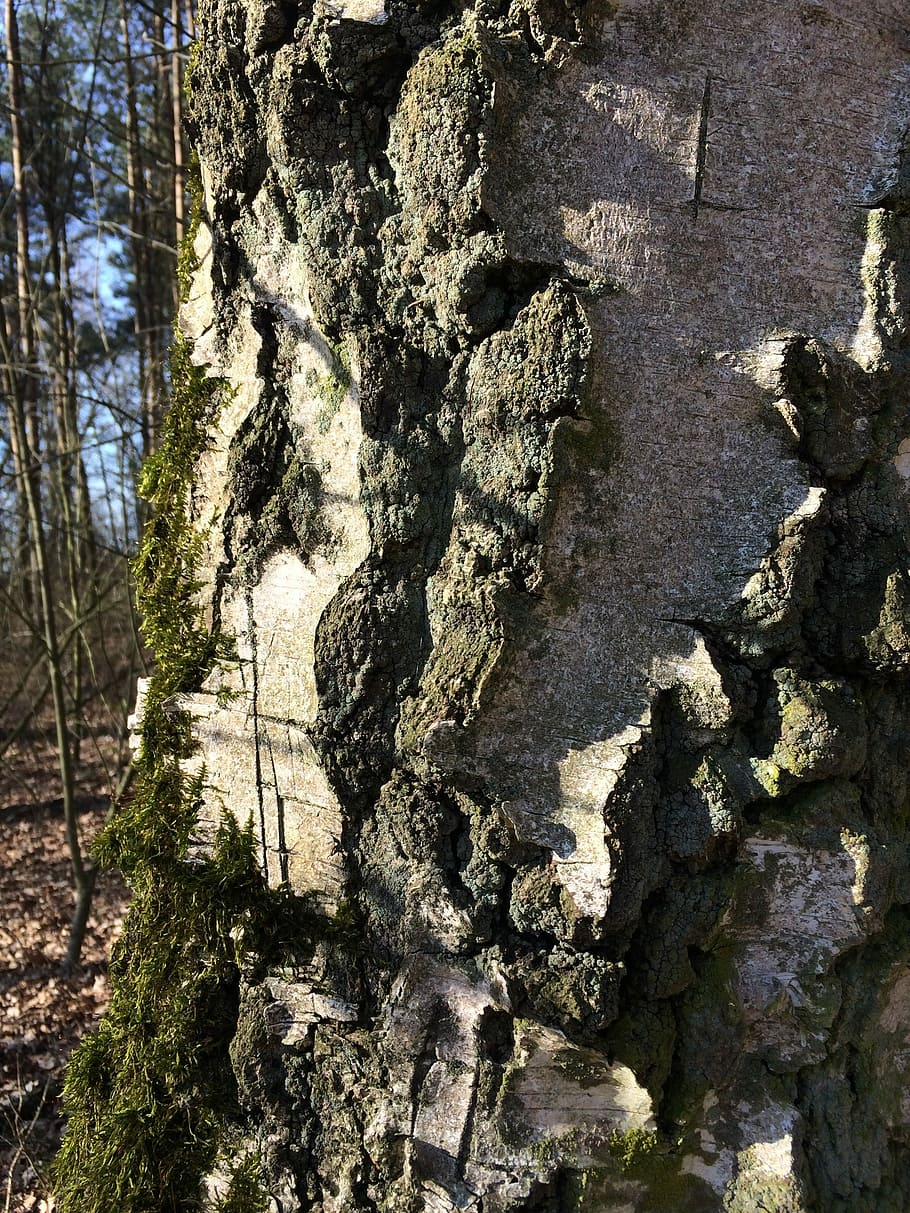Tree, Bark, Nature, Sun, textured, no people, sunlight, day HD wallpaper