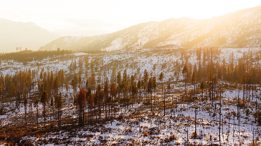 forest during winter and day, aerial view photography of trees on snow field HD wallpaper