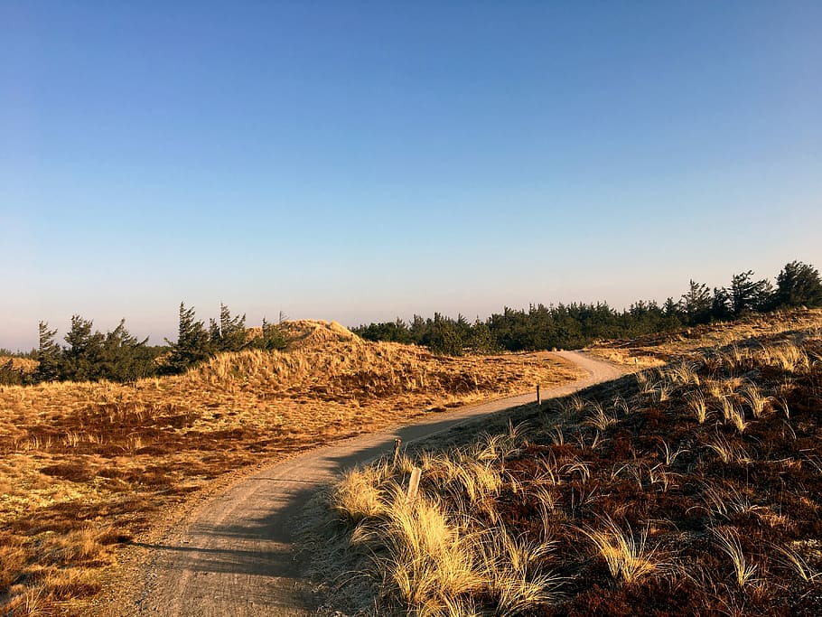 Dunes, Heide, Pine, Trail, Rest, Denmark, rural scene, clear sky HD wallpaper
