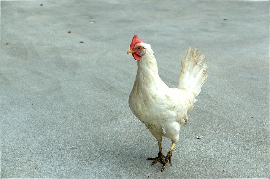 Chicken, Hen, White, Poultry, Livestock, one animal, animal themes HD wallpaper