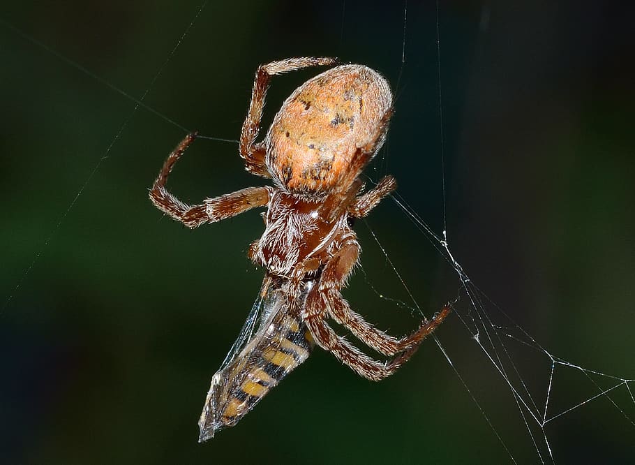 insects, spider, prey, web, animal themes, animal wildlife HD wallpaper
