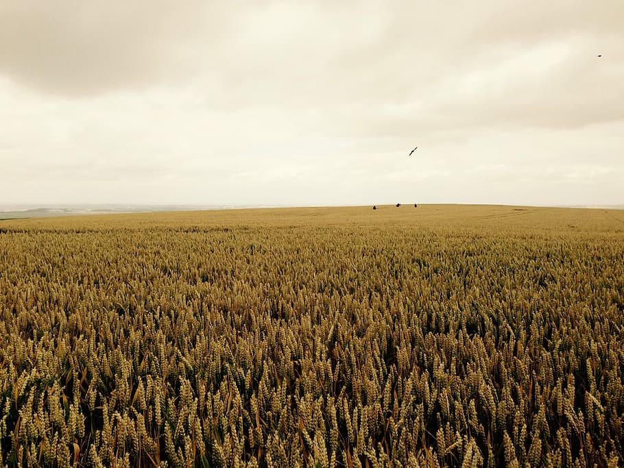 grain, field, england, wheat, agriculture, rural Scene, nature HD wallpaper