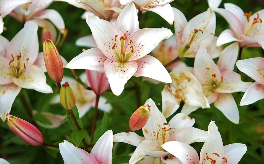untitled, lily, flower, plant, spring, blossom, nature, floral HD wallpaper