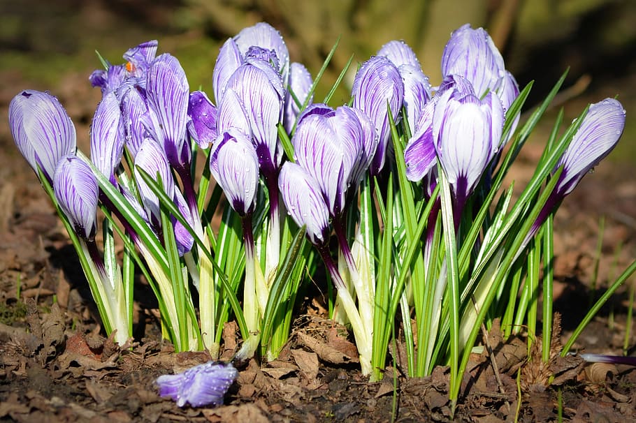 crocuses, spring, flowers, nature, flowering plant, vulnerability HD wallpaper