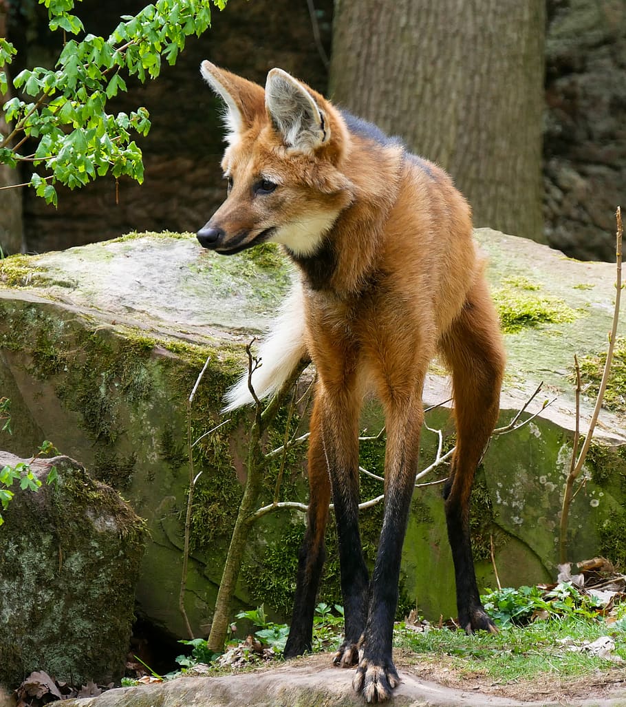 fox standing in front of gray rock, animal world, wolf, maned wolf