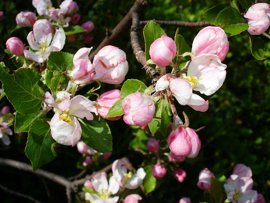 apple blossom, blossoms, tree, branch, spring, nature, blooms HD wallpaper
