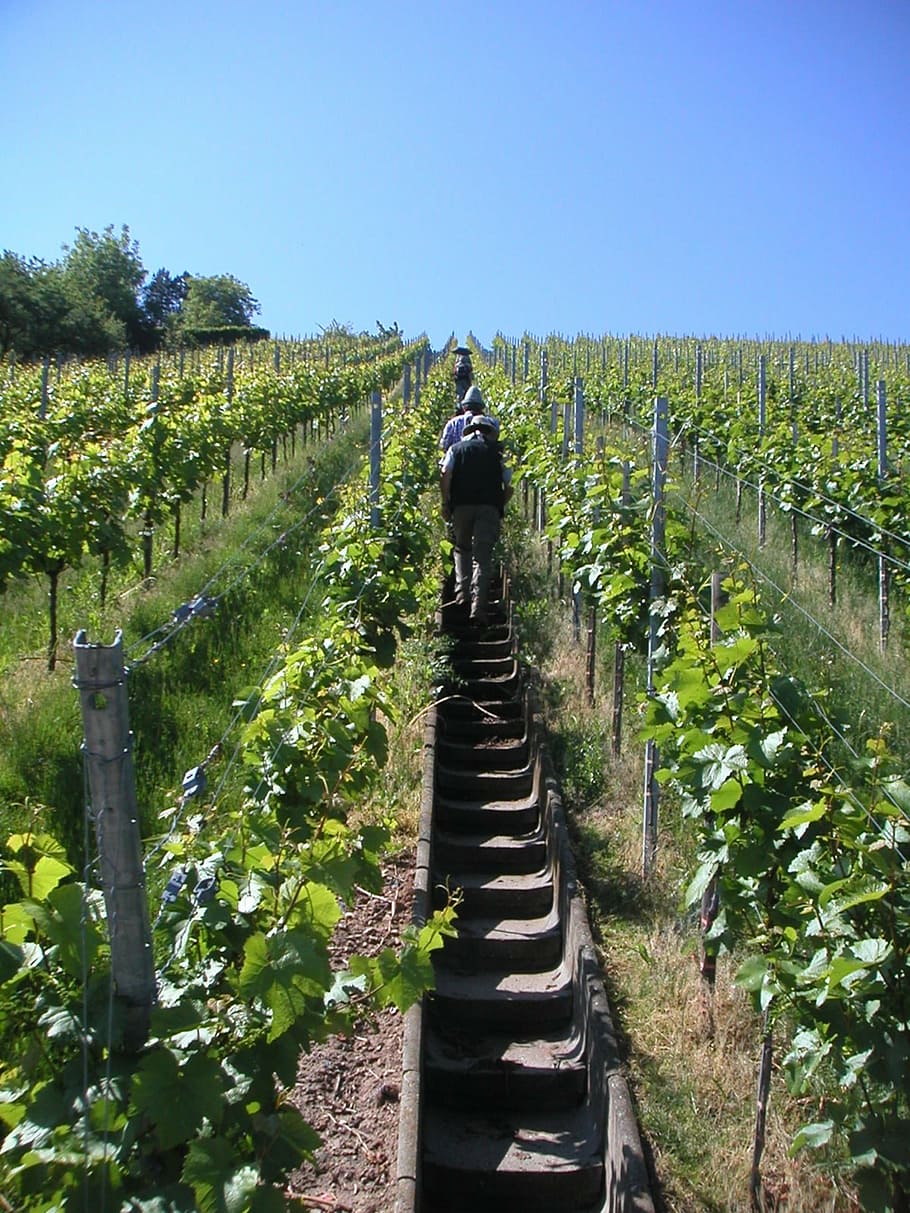 vineyard, gradually, rise, wanderer, remstal, agriculture, grape HD wallpaper