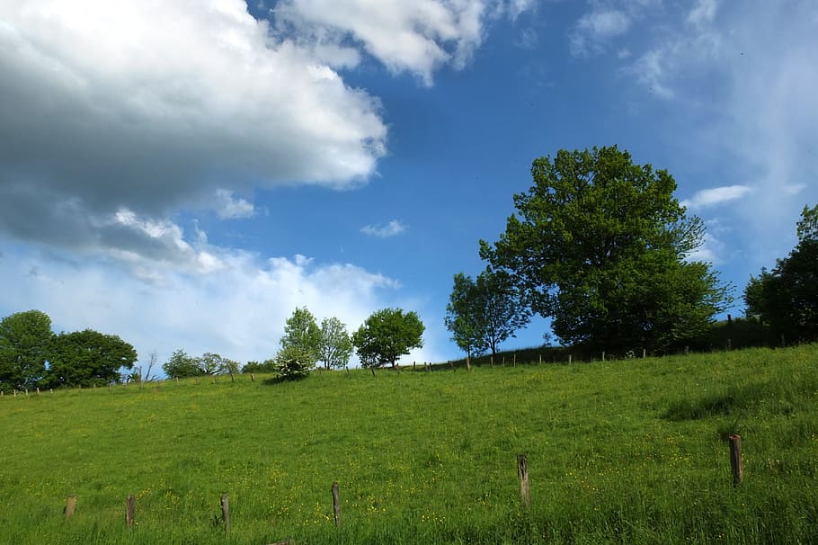 Landscape, Clouds, Trees, Summer, sky, meadow, green, grass HD wallpaper