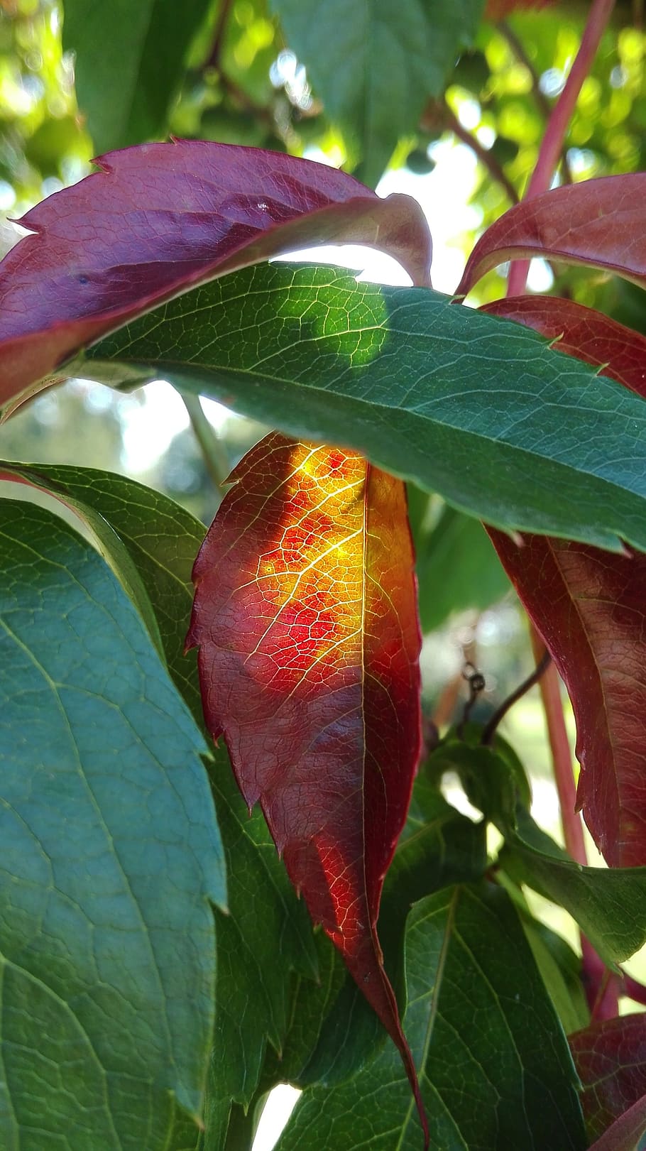 foliage, nature, summer, august, plants, leaf, plant part, growth HD wallpaper