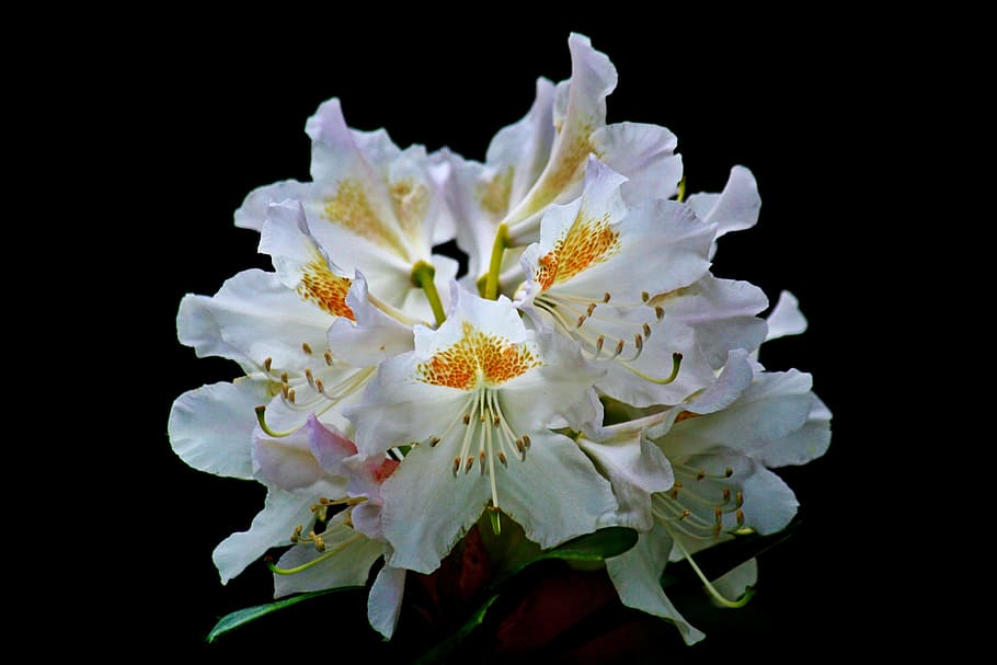 Rhododendron, White Rhododendron, flowers, spring, plant, flora