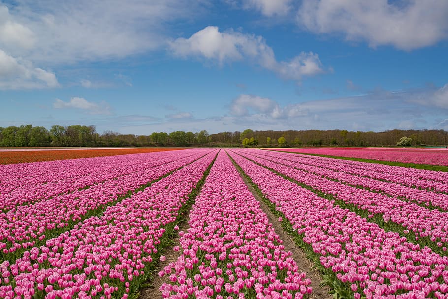 landscape photography of pink flower field under clear sky during daytime, HD wallpaper