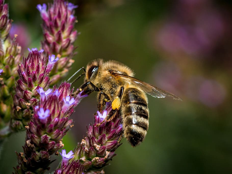 selective focus photography of honeybee perched on purple petaled flower in bloom HD wallpaper