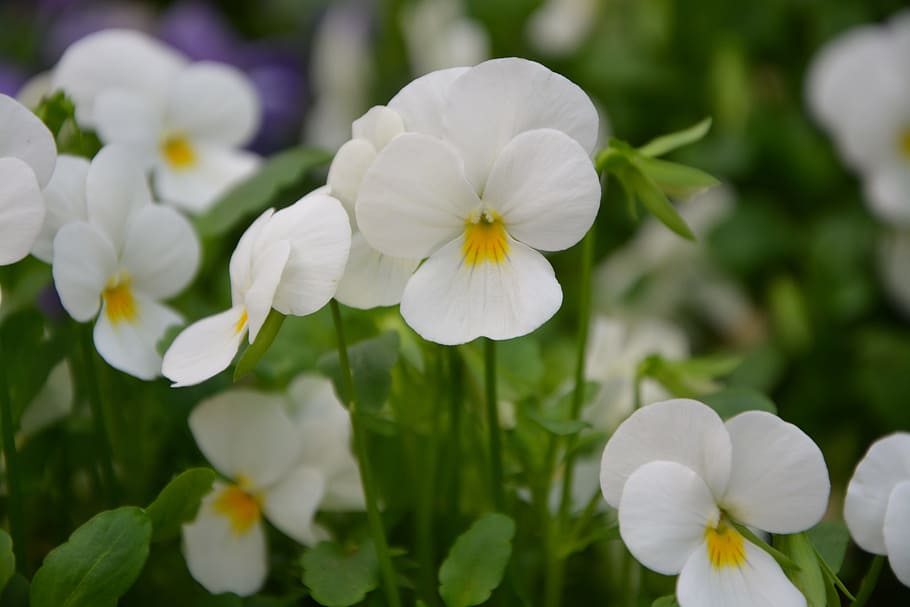 flowers, thoughts, thoughts white, plant, nature, garden, parterre HD wallpaper