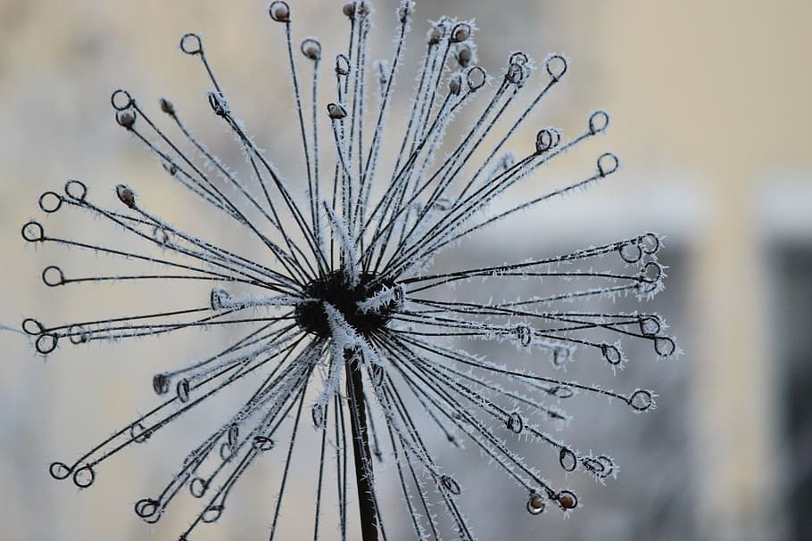 cold, winter, figure, ripe, frozen, wintry, close-up, no people HD wallpaper