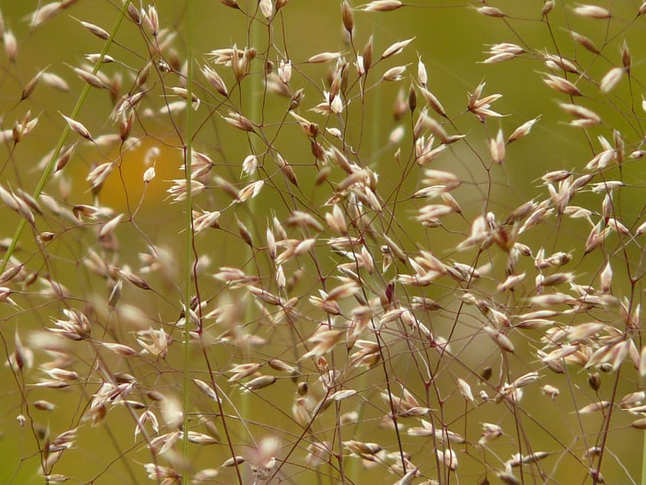 bluegrass, meadow, summer, back light, closeups, macro, nature HD wallpaper