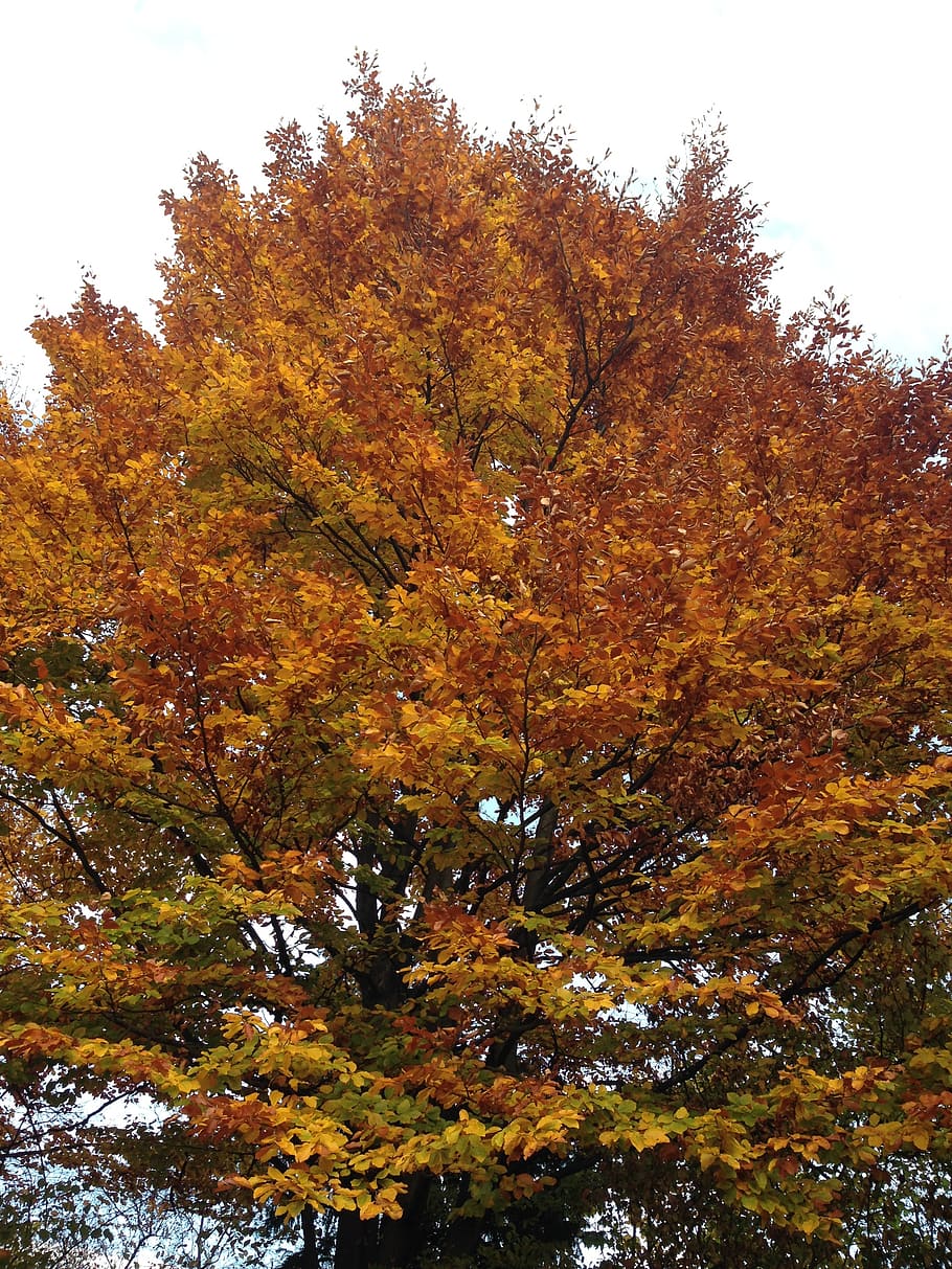 autumn, tree, nature, leaves, change, plant, orange color, beauty in nature HD wallpaper