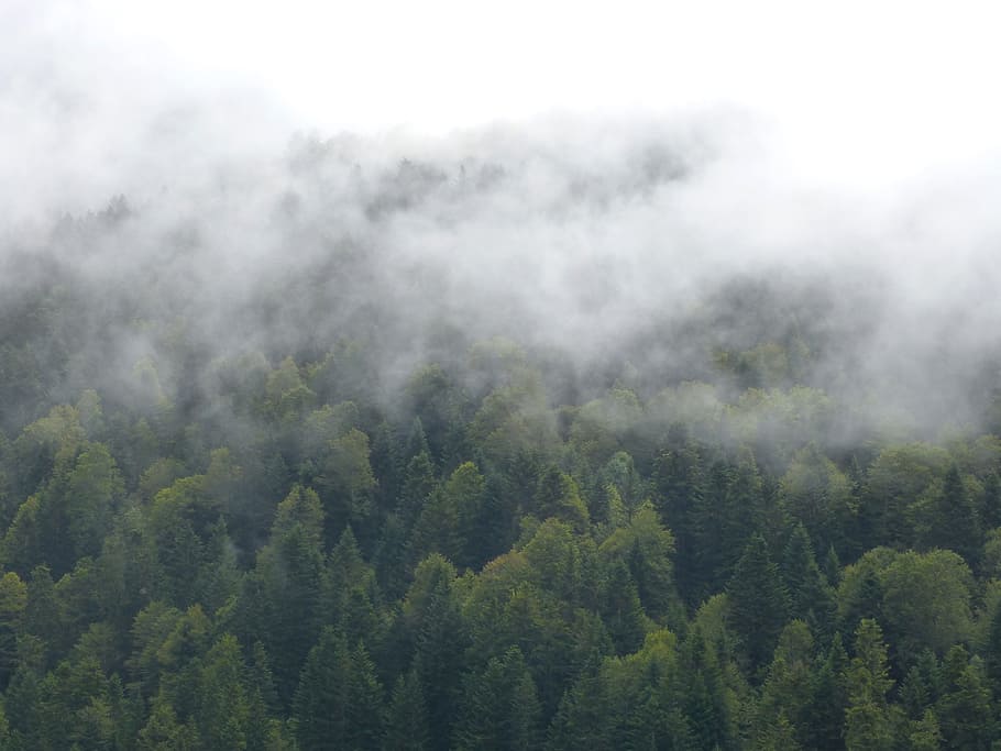 fog, forest, trees, mystery, cold, plant, scenics - nature HD wallpaper