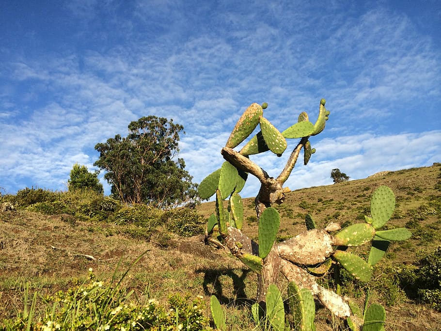 cactus, azores, sky, plant, tree, day, nature, green color HD wallpaper