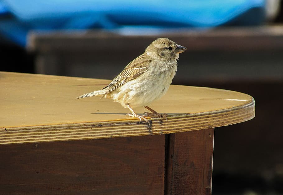 Sparrow, Visitor, Bird, Hungry, looking, cute, young, one animal HD wallpaper