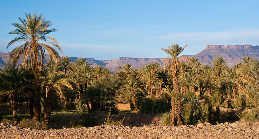 forest near mountain during daytime, desert, palms, morocco HD wallpaper