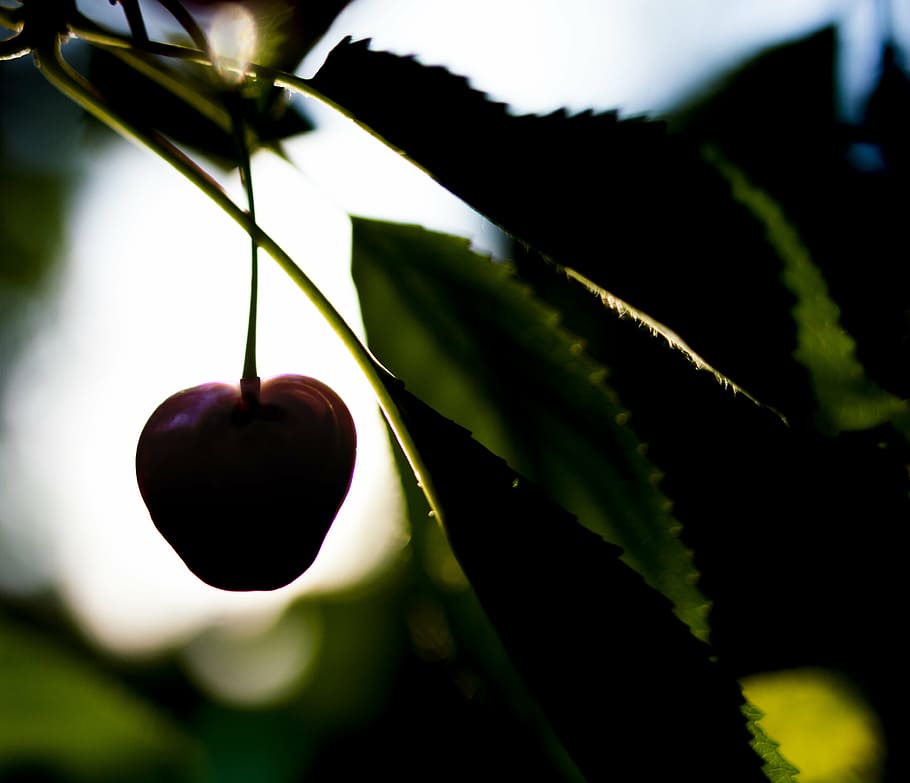 cherry, nature, tree, fruit, leaf, close-up, plant, macro, branch HD wallpaper