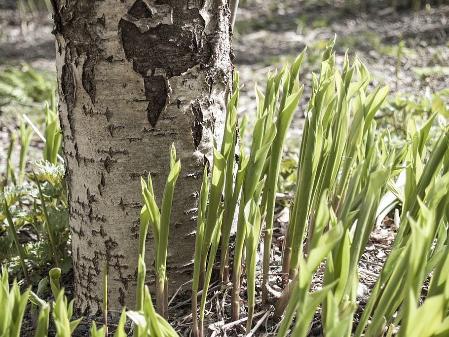 birch, tree, spring, flowers, forest, grass, nature, plant HD wallpaper