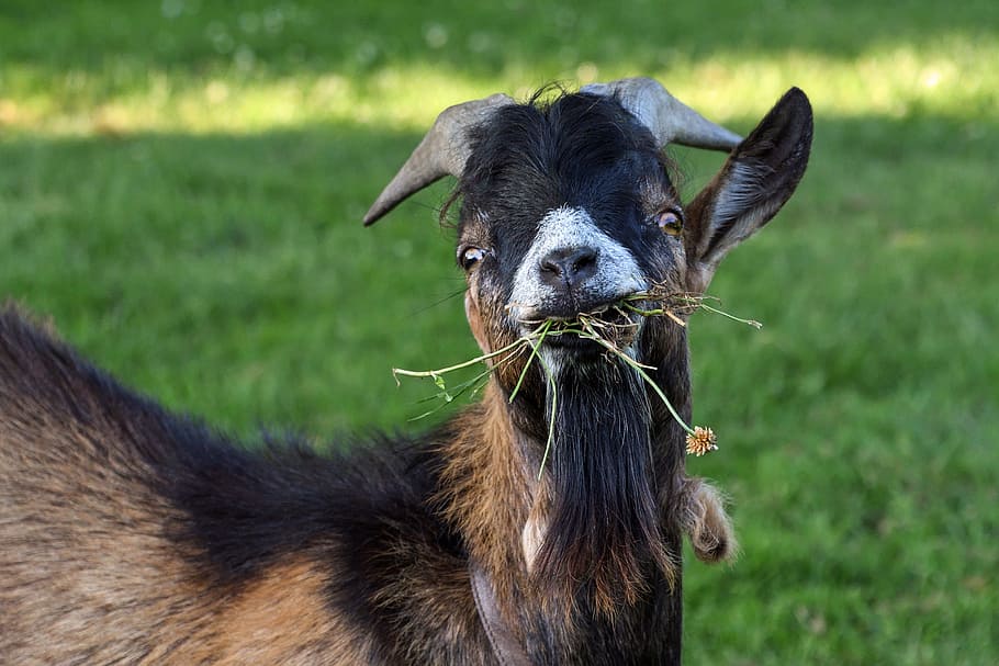 Goat, Eat, Grass, young, animal, mammal, nature, outdoors, farm HD wallpaper