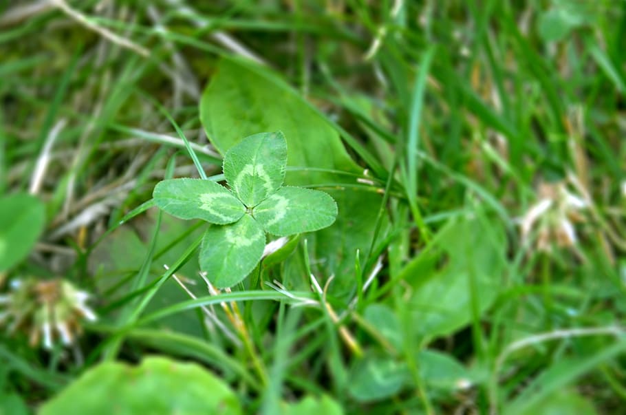 cloverleaf, happiness, meadow, green, symbol, garden, grass HD wallpaper