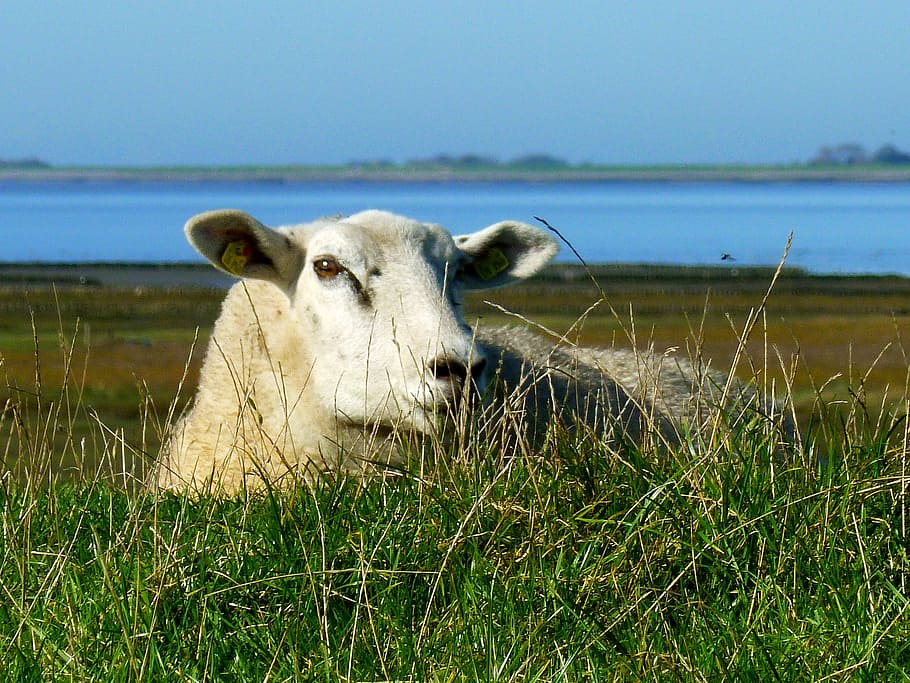 sheep, lying sheep, exposed animal, nature, livestock, grass, HD wallpaper