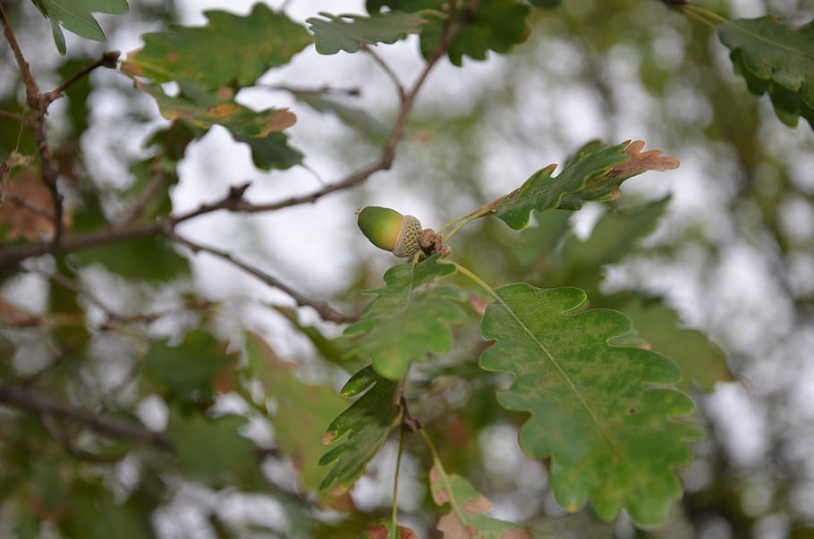 oak, tree, acorn, plant, leaf, plant part, growth, green color HD wallpaper